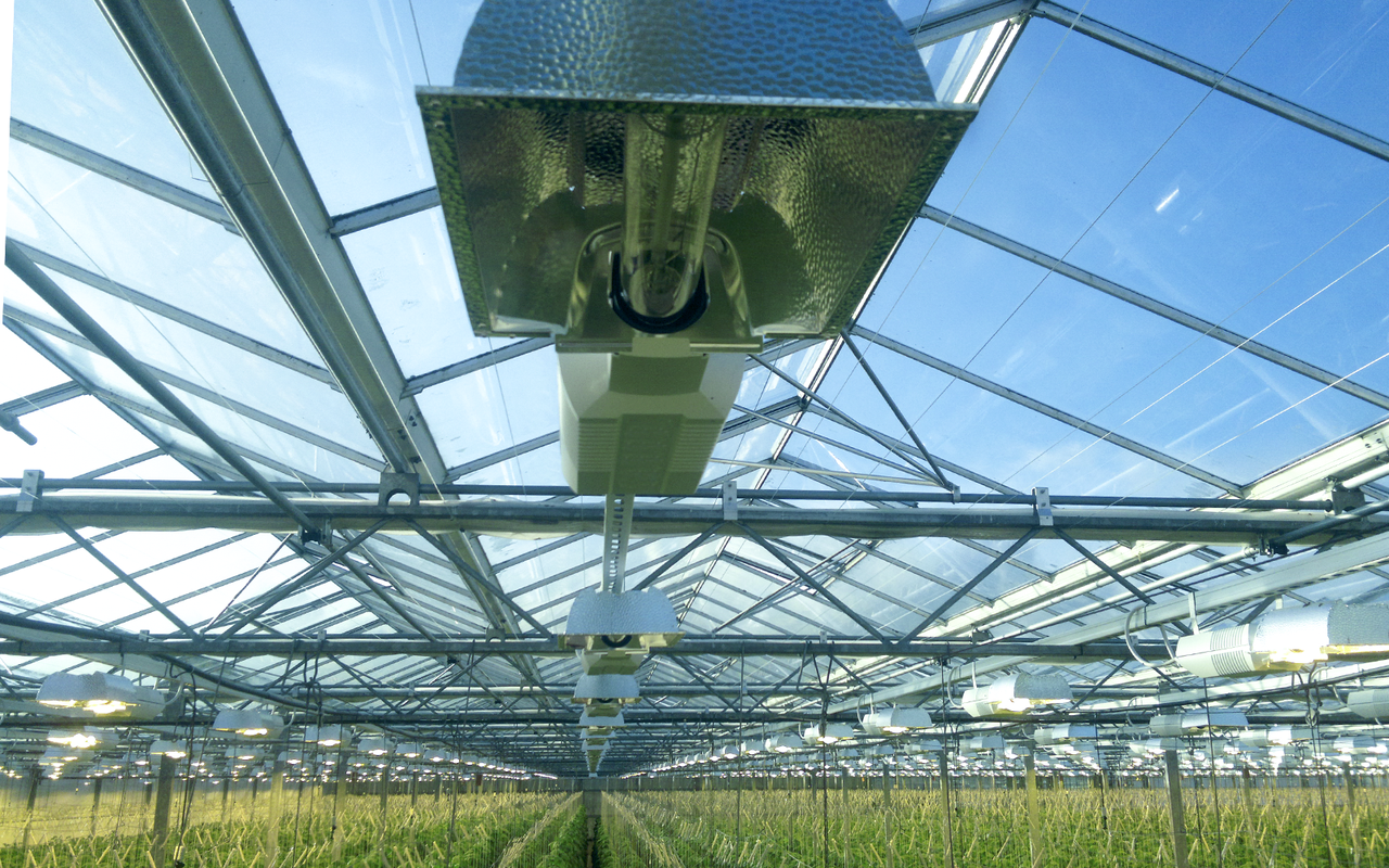Light and heat exactly where they belong: MIRO reflector surfaces make plants grow faster.