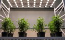 Cree LED and SANlight Partner to Advance High-Efficiency Horticulture Lighting