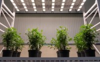 Cree LED and SANlight Partner to Advance High-Efficiency Horticulture Lighting