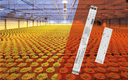 More Success for Your Horticulture Projects with OSRAM LED Technology More Success for Your Horticulture Projects with OSRAM LED Technology