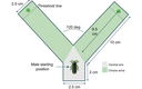 Negative Effects of Artificial Lighting on Male Glow-Worm Courtship Behavior