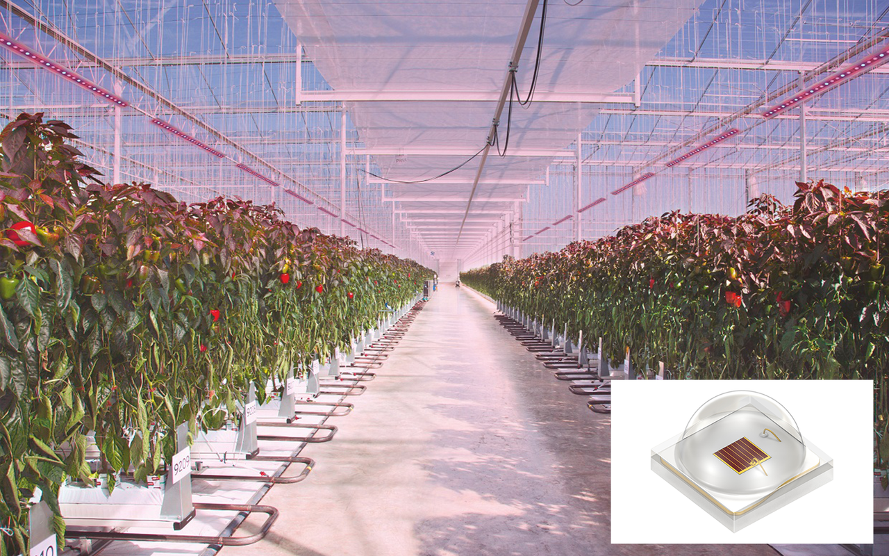 New Horticulture LEDs from ams OSRAM Offer Marketleading Combination of Efficiency, Long Life and Value — LED professional - Technology, Application Magazine