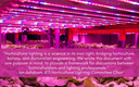 New Horticulture Lighting Standard Released New Horticulture Lighting Standard Released