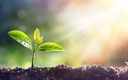 Nichia Expands the Hortisolis LED Portfolio Nichia Expands the Hortisolis LED Portfolio