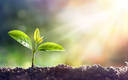 NICHIA’s Hortisolis™ LEDs Provide an Optimized Spectrum for Plant Growth NICHIA’s Hortisolis™ LEDs Provide an Optimized Spectrum for Plant Growth