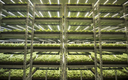 Signify to Acquire Fluence to Strengthen Agriculture Lighting Growth Platform