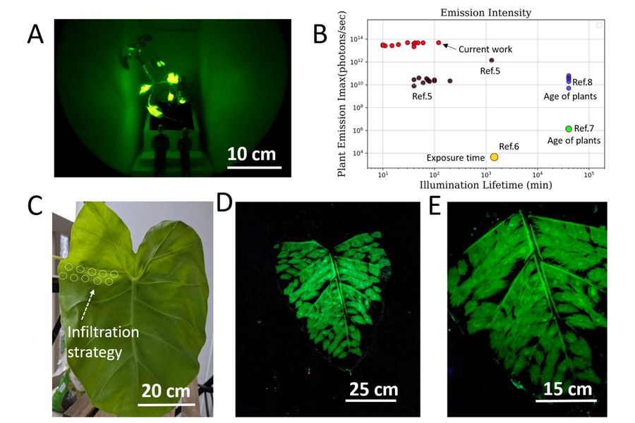 MIT-Glowing-Plants-03-press.jpg