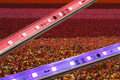 Due to its efficient design, the SunBrite Agricultural LED Lightbar can be up to 20% more compact in size and 20% more cost-effective than alternative agricultural LED technologies