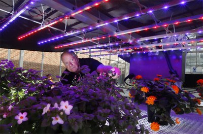 Testing LEDs abilities to lower the costs of lighting greenhouses.