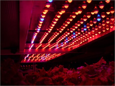 LED light source for farming is getting popular for energy saving and improvement of product quality.