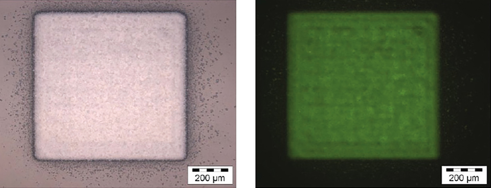 Figures 9: Optical (left) and fluorescence (right) microscope images of a square printed from the nanosized Ce:LuAG phosphor