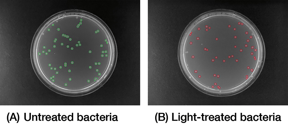 Figure 13: Image analysis of plated bacteria, either (A) untreated or (B) light-treated following blue light treatment