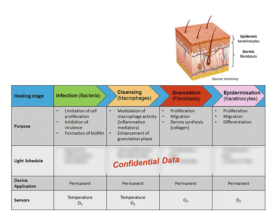 Figure 2: Different wound healing stages