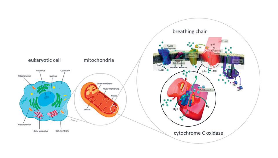 Figure 1: Cells, mitochondria & breathing chain
