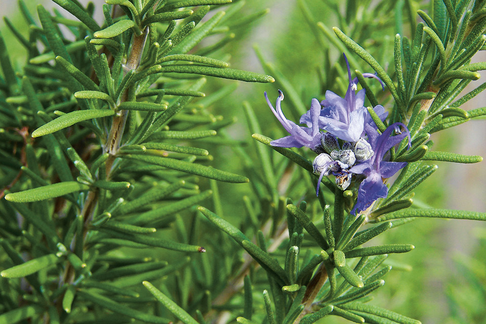 Figure 2: UV light can enhance the amount of active substances in medicinal plants, such as antioxidant benefits of rosemary or THC