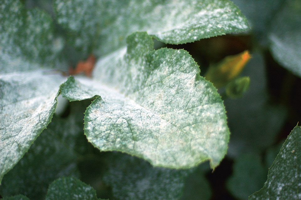 Figure 3: Powdery mildew and mites pose a significant threat to many crops but can be substantially reduced with the use of UV light