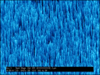 SEM image of p-type ZnO nanowires created by electrical engineering professor Deli Wang at UC San Diego . Note: the blue color was added in photoshop. Credit: Deli Wang/UCSD