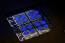 Cynora Introduces Fluorescent Blue Emitter that Gives OLEDs a Substantial Efficiency Boost Cynora Introduces Fluorescent Blue Emitter that Gives OLEDs a Substantial Efficiency Boost