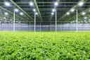 LRC Releases New Horticulture Luminaire Calculator LRC Releases New Horticulture Luminaire Calculator