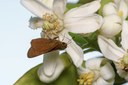 Pollinators: Switch Street Lights off at Midnight to Help Moths and Nocturnal Wildlife Pollinators: Switch Street Lights off at Midnight to Help Moths and Nocturnal Wildlife