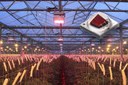 Cree Announces Best-in-Class Horticulture Efficiency with New Red XLamp LEDs Cree Announces Best-in-Class Horticulture Efficiency with New Red XLamp LEDs
