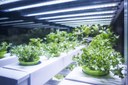 TE Connectivity at LFI - The Next Generation of Solutions for Horticultural Lighting
