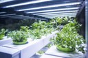 TE Connectivity at LFI - The Next Generation of Solutions for Horticultural Lighting TE Connectivity at LFI - The Next Generation of Solutions for Horticultural Lighting