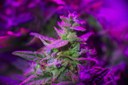 SETi and Seoul Viosys - Advanced UV LED Technology for Horticultural Applications SETi and Seoul Viosys - Advanced UV LED Technology for Horticultural Applications