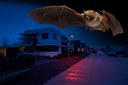 Dutch Town Is First in World to Install Bat-Friendly LED Street Lights
