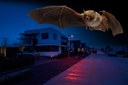Dutch Town Is First in World to Install Bat-Friendly LED Street Lights Dutch Town Is First in World to Install Bat-Friendly LED Street Lights