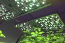 Osram Provides Special Grow Light System for Horticulture Research