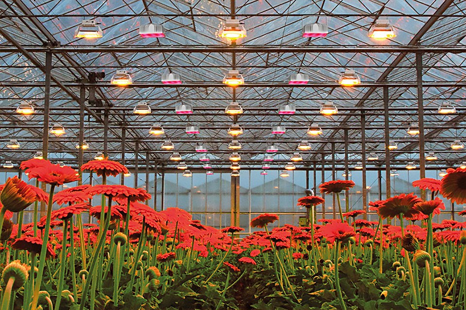 Plessey's Introduces Hyperion Family High-Power Horticultural LED Grow Lights LED professional - LED Application