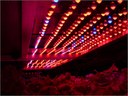 Seoul Semiconductor’s LED for Agricultural Lighting in Japan Seoul Semiconductor’s LED for Agricultural Lighting in Japan