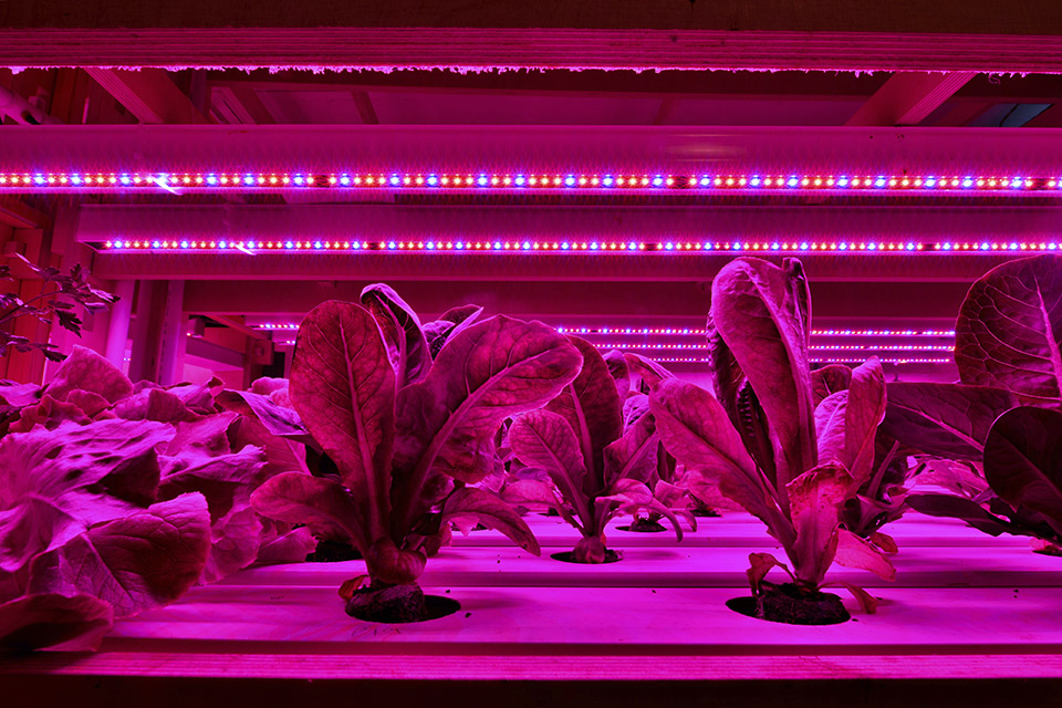 Enriching Horticultural Lighting for Faster Growth and Better Crops ...