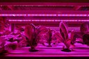 Enriching Horticultural Lighting for Faster Growth and Better Crops Enriching Horticultural Lighting for Faster Growth and Better Crops