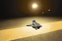 Hazard or Hope? LEDs and Wildlife Hazard or Hope? LEDs and Wildlife