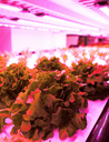 More Efficient Plant Growth with Quantum Dots by Nanoco Lighting