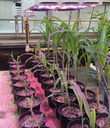 SSL Growth Strategies and USDA Corn Breeding Objectives SSL Growth Strategies and USDA Corn Breeding Objectives