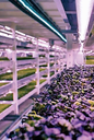 Trends in Horticulture Lighting Trends in Horticulture Lighting
