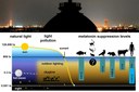 Research Confirms that Light Pollution Can Suppress Melatonin Production in Humans and Animals Research Confirms that Light Pollution Can Suppress Melatonin Production in Humans and Animals