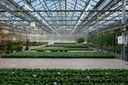 Researchers Call for Greenhouses LED Lighting Standards
