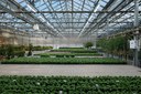 Researchers Call for Greenhouses LED Lighting Standards Researchers Call for Greenhouses LED Lighting Standards