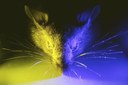University of Manchester Scientists Suggest Blue Light Not So Disruptive to Sleep as Thought University of Manchester Scientists Suggest Blue Light Not So Disruptive to Sleep as Thought