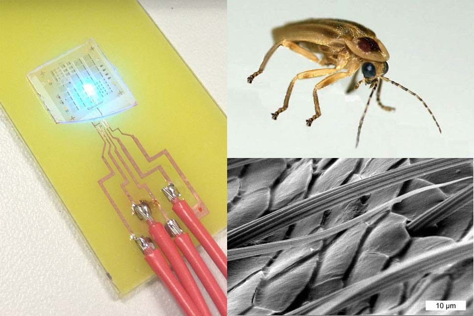 Scientists Mimic Fireflies to Make Brighter LEDs — LED professional