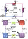 For Refrigeration Problems, a Magnetically Attractive Solution, Maybe for SSL Cooling too For Refrigeration Problems, a Magnetically Attractive Solution, Maybe for SSL Cooling too